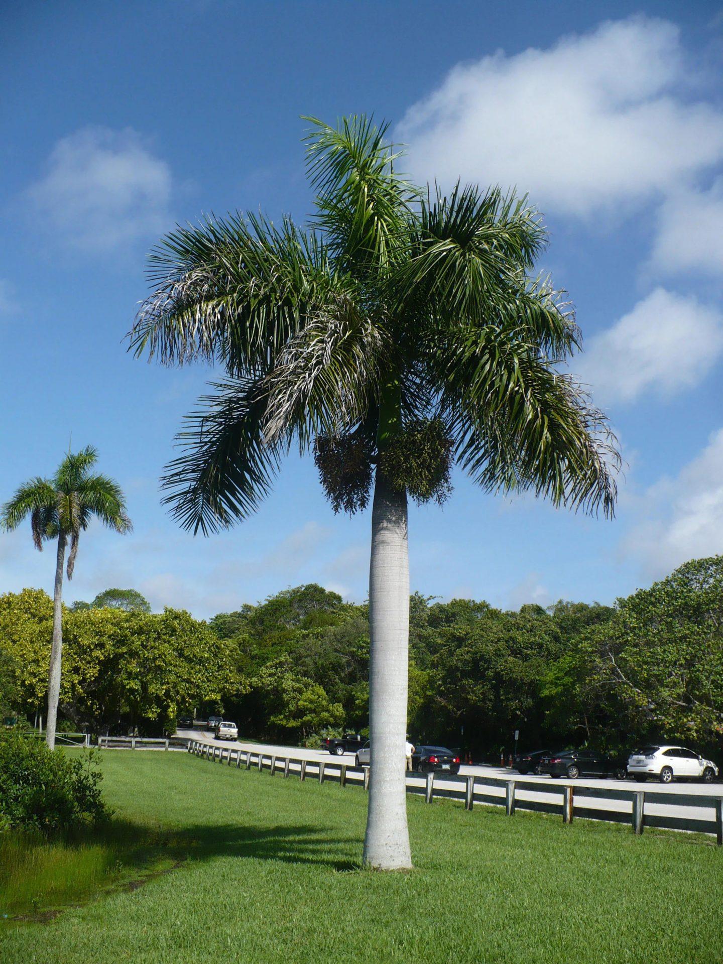Royal Palm